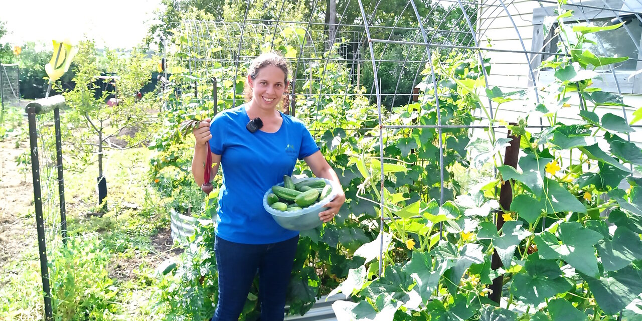 2024 Summer Garden Update - The Harvest Has Begun