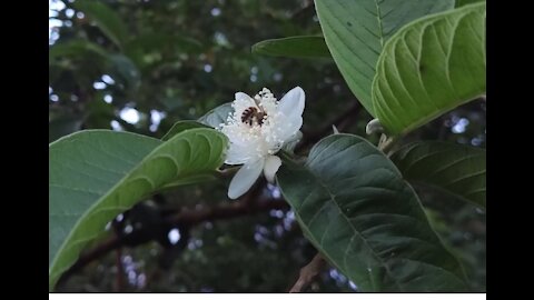 Early morning bees worked hard