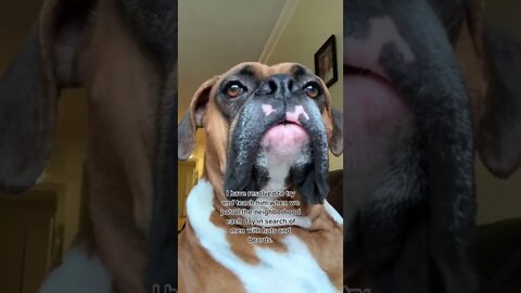 Boxer Dog contemplates