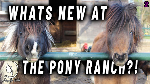 FIND OUT THE LATEST UPDATE FROM WHISPERING PONIES RANCH, AS WE START OFF OUR 2022 SUMMER CAMPS!!