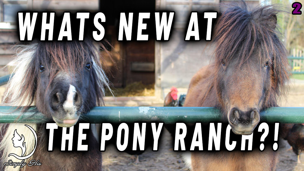 FIND OUT THE LATEST UPDATE FROM WHISPERING PONIES RANCH, AS WE START OFF OUR 2022 SUMMER CAMPS!!