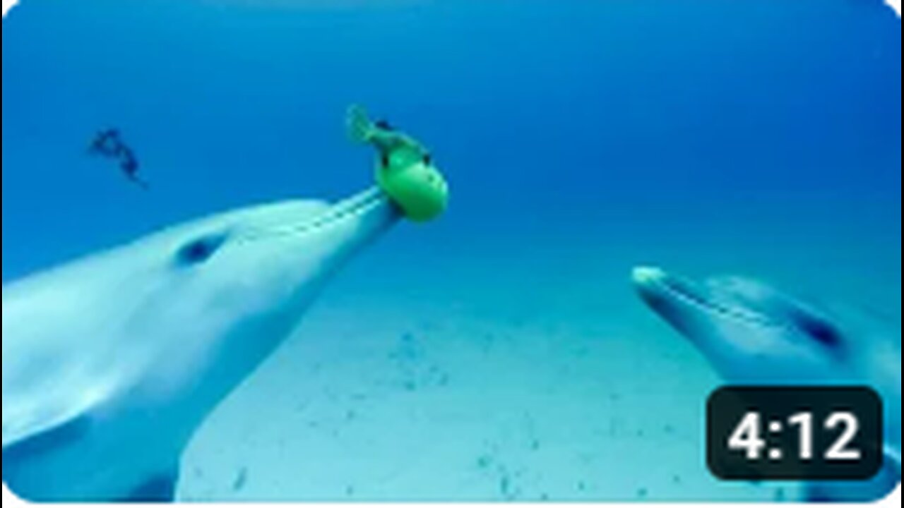 Dolphins Engage in Playful Catch with a Pufferfish: An Underwater Delight!
