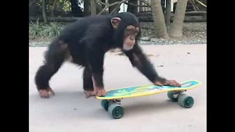 Chimpanzé nasceu para ser um grande skatista