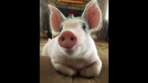 Animals funny moments: WE HAVE A COLLECTION OF VIDEOS FUNNY ANIMALS MOMENTS THAT WILL ENTERTAIN YOU🥰
