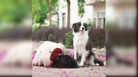 Best Friend - Cute and Funny Animals Videos Compilation