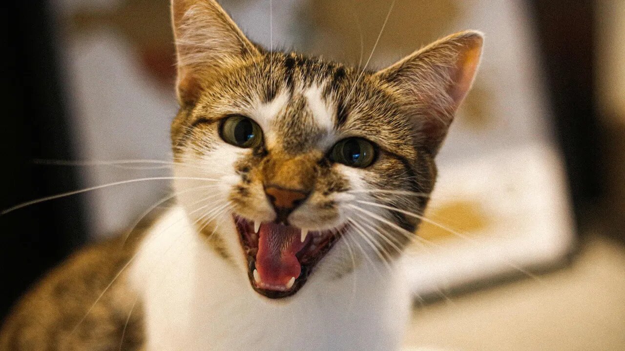 🙀 When Cats Get PISSED At Humans! (Part 5) 🥊🤺 | Try NOT to Laugh! 😹 (#Clips)