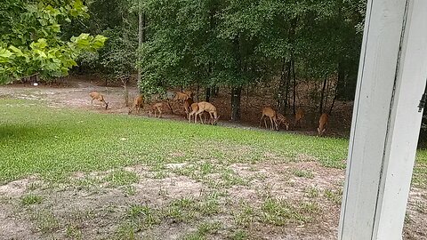three Fl fawns in yard today