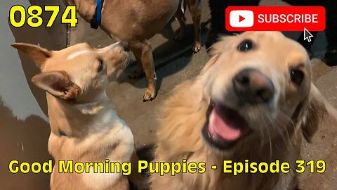 [0874] GOOD MORNING PUPPIES - EPISODE 319 [#dogs #doggos #doggos #puppies #dogdaycare]