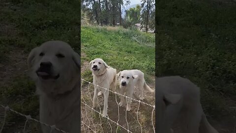 #greatpyrenees #farmdogs #farm #homesteading #homestead