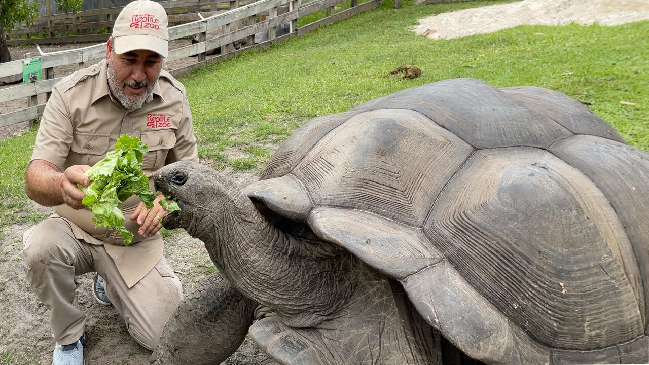 The tortoise is eating food.