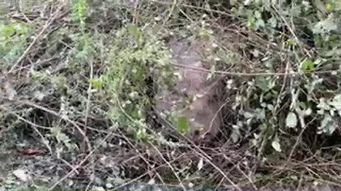 Pasture hog nesting
