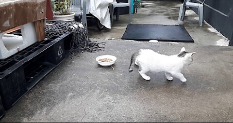 The beginning of an unpersonal day.(48day old cat - part2)