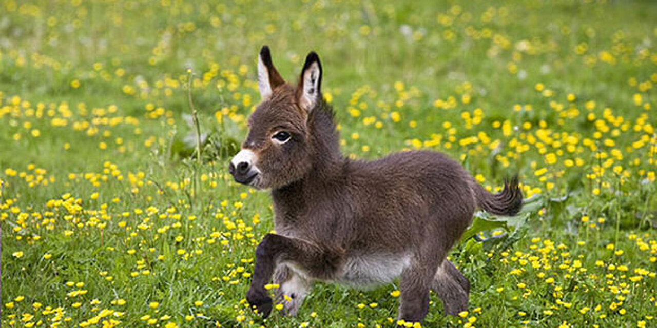 funny animals video
