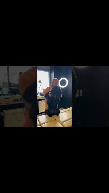 Dog chiropractor adjust to Labradoodle