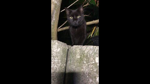 Feral cat lets me pet his head.