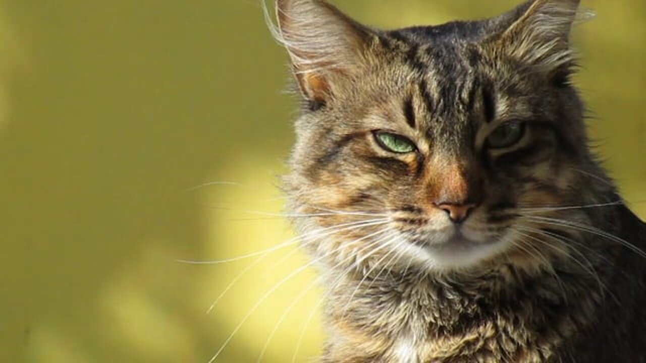 Sounds that attract cats - Meow to make cats come to you