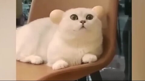 Funny Cats and Dogs Videos 🐶🙀🙀🙀🐶 #funny #animal