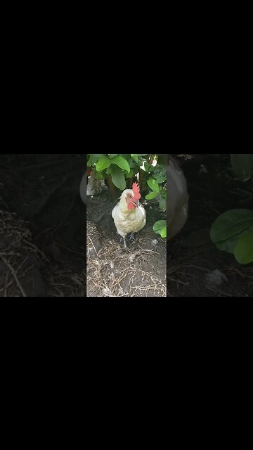 #chickenshorts Hiding In The Shade