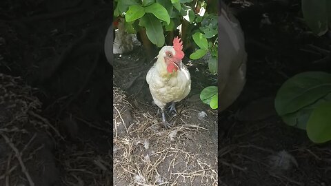 #chickenshorts Hiding In The Shade