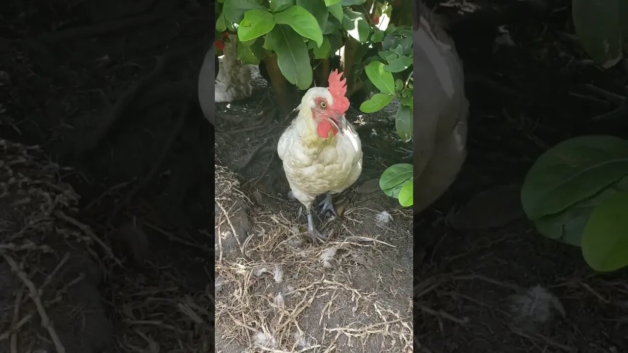 #chickenshorts Hiding In The Shade