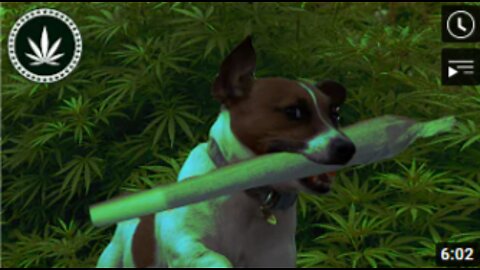ANIMALS ON WEED