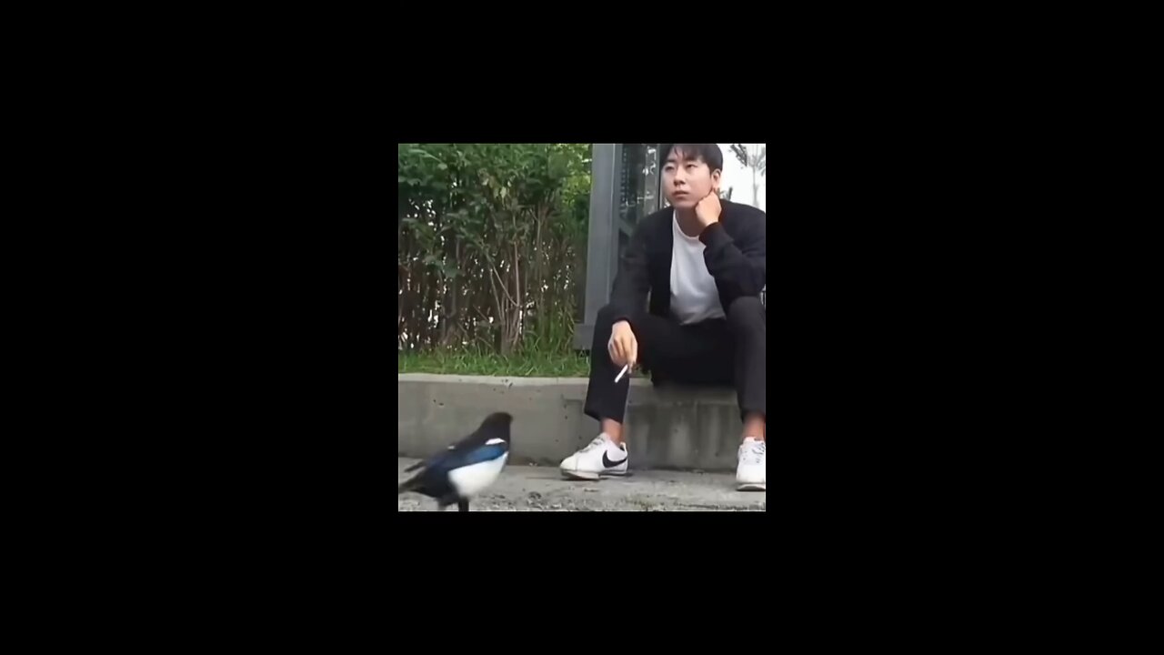 bird funny