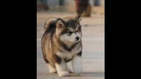 Baby Alaskan Malamute Cutest and Funniest Moments New Compilation Try Not To Laugh.