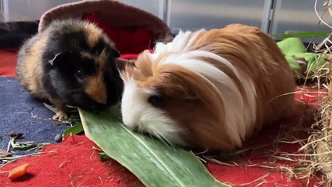 Guinea pig food fighting