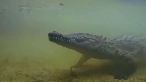 8 Times Wild Animals Surrounds Its Prey So It Can't Escape