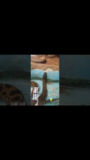 These water snakes and heads up in the water. 😁