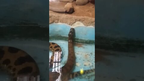 These water snakes and heads up in the water. 😁