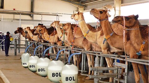 Automatic Camel Milking Technology 2022. Modern Camel Farm 2022. u. s. a. farming