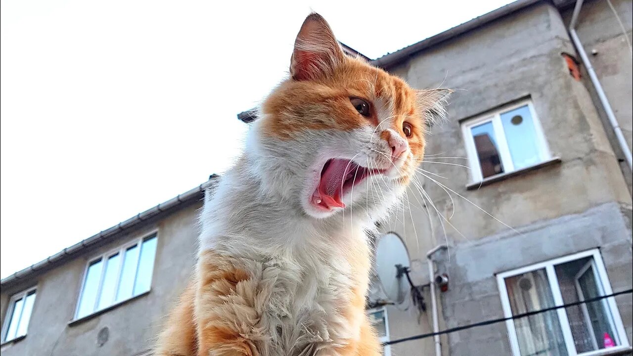 Try NOT to Laugh! 😹 #AttackOfTheClones? No. Attack of the Claws! (#89 - #Clips) Funny Cat Videos