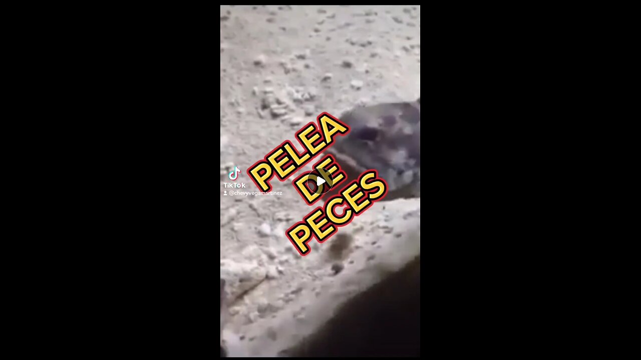 "¡La batalla acuática más emocionante! 🐠🥊 ¿Quién será el rey del acuario? 🏆