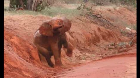 Cet éléphant se gratte le derrière dans une berge boueuse