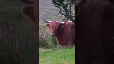 Scotland is Beautiful #travelvlog #shortvideo #travel #scotland