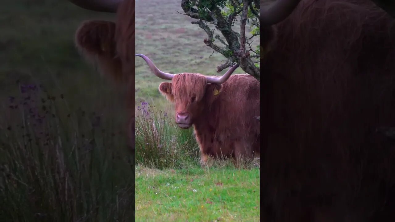 Scotland is Beautiful #travelvlog #shortvideo #travel #scotland