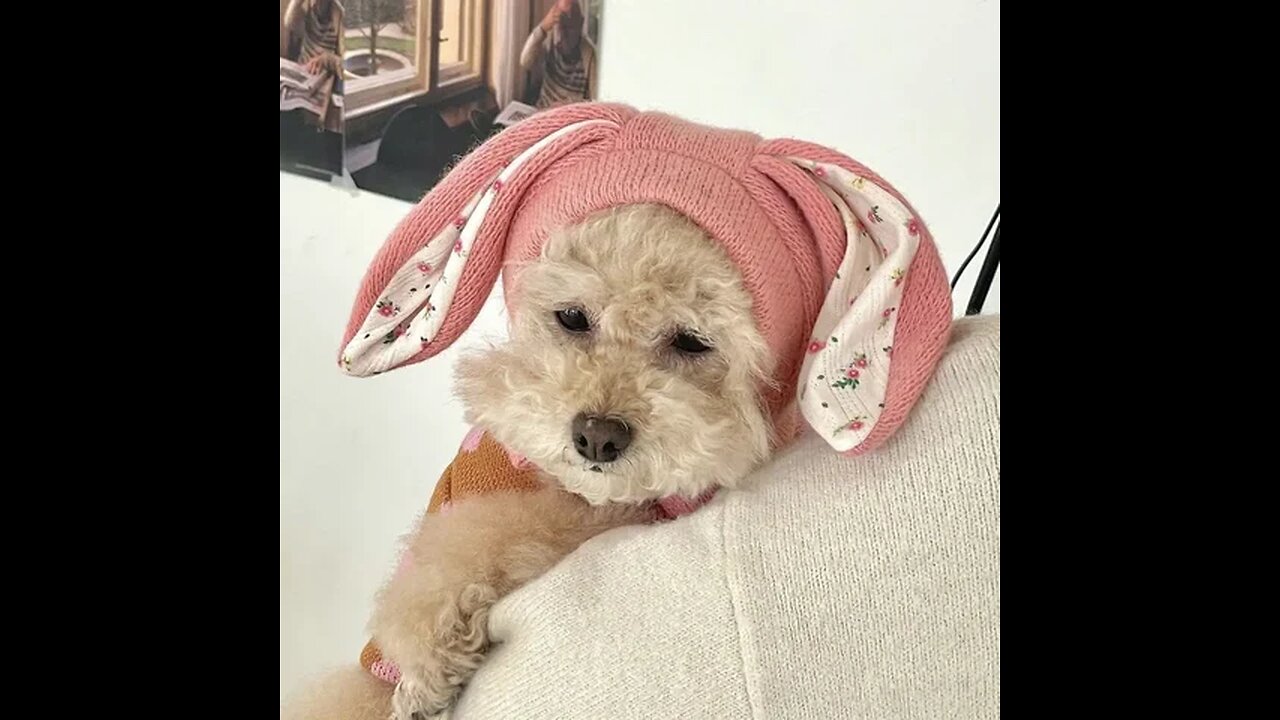 funny animals