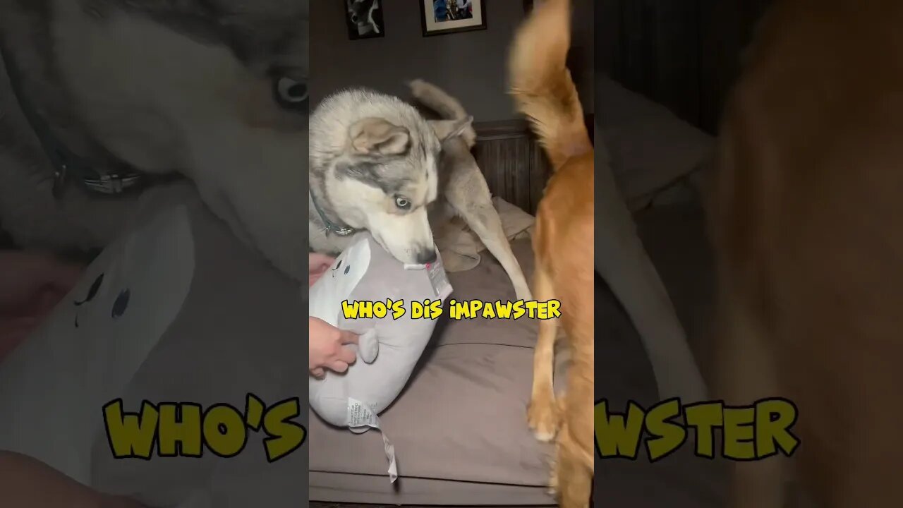 Pranking my husky #dog #husky #huskydog #funnydogs #dogs #funny #huskytalking #dogtalking #cutedogs