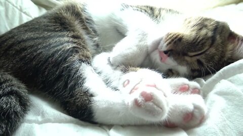 How to Tickle the Cat's Ears