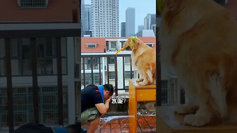 Dog giving bath to his owner #funnyvideo #petvideos