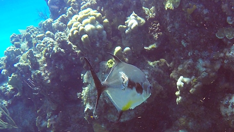 Large predatory fish shows fresh battescars