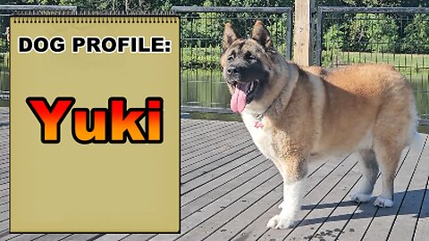 Introducing: Yuki the Akita | Dog Profile Series | Episode 2