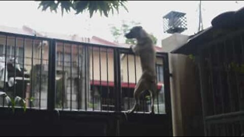 Cachorro aprende a escalar portão de casa para brincar na rua