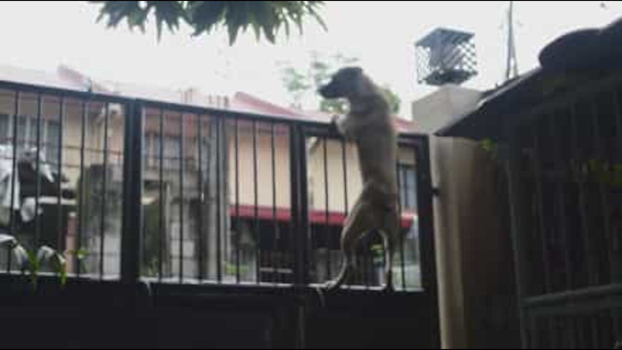 Cachorro aprende a escalar portão de casa para brincar na rua