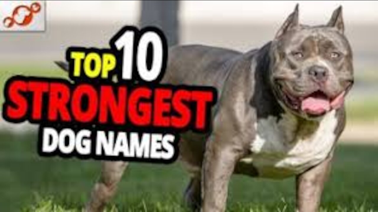 TOP 10 Strongest Dog Names for Male And Female Dogs