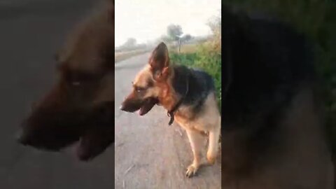 that just my baby dog funny #shorts #rudrakrishna #dogs #dogslove #viral #animals#trending
