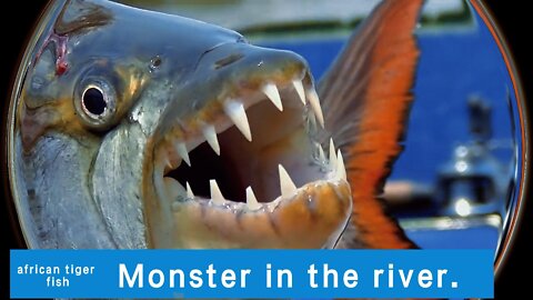 african tiger fish