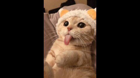 Funny and cute Animals- Best Animal Videos in 2021