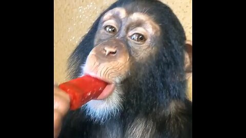 Cute monkey